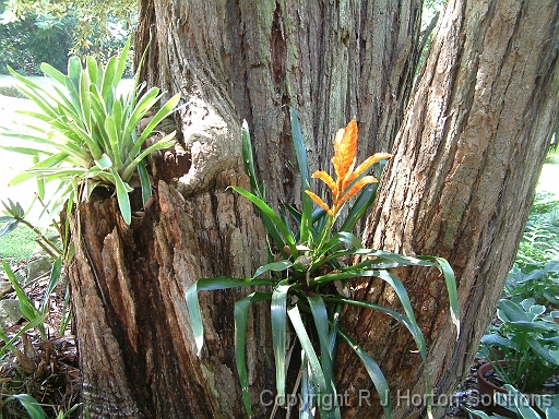 Bromeliads in tree_2